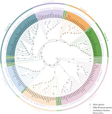 Identification of PLATZ genes in Malus and expression characteristics of MdPLATZs in response to drought and ABA stresses